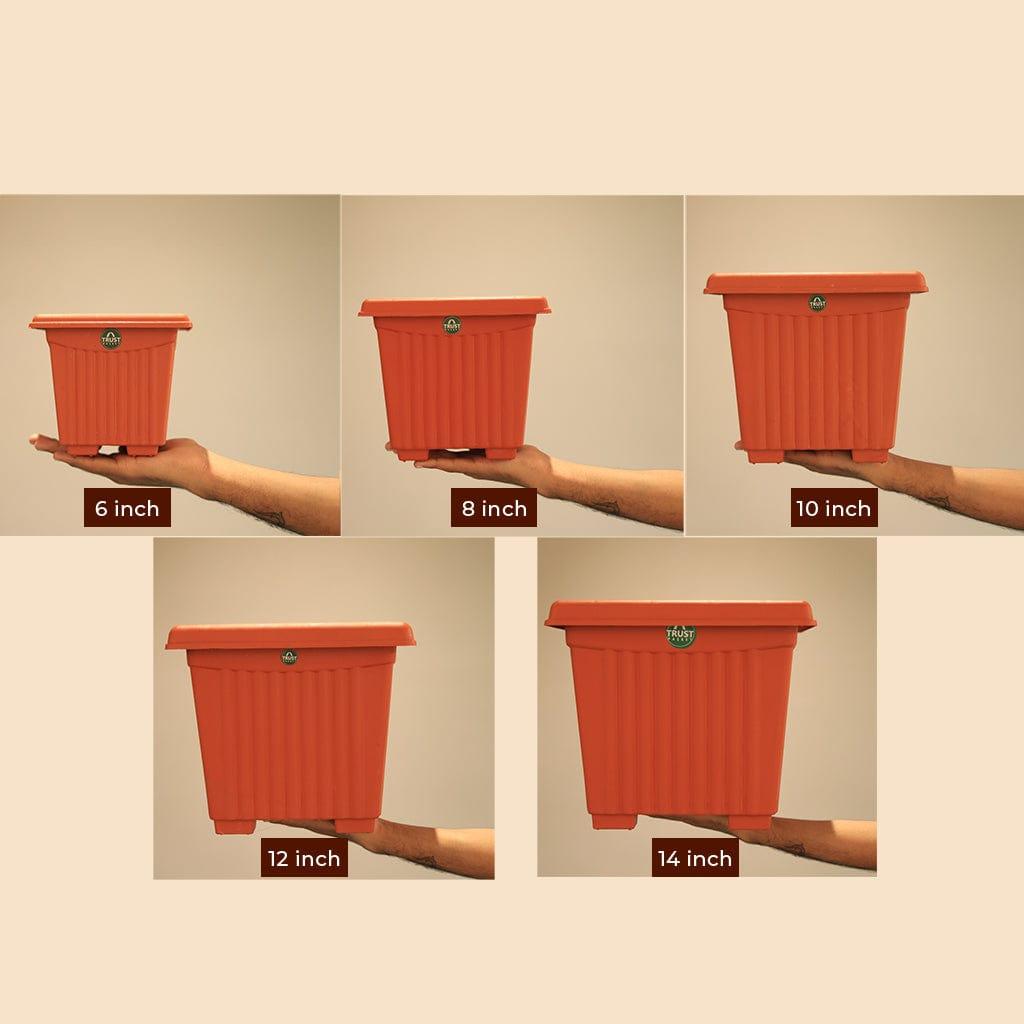 Varientsimages.jpg