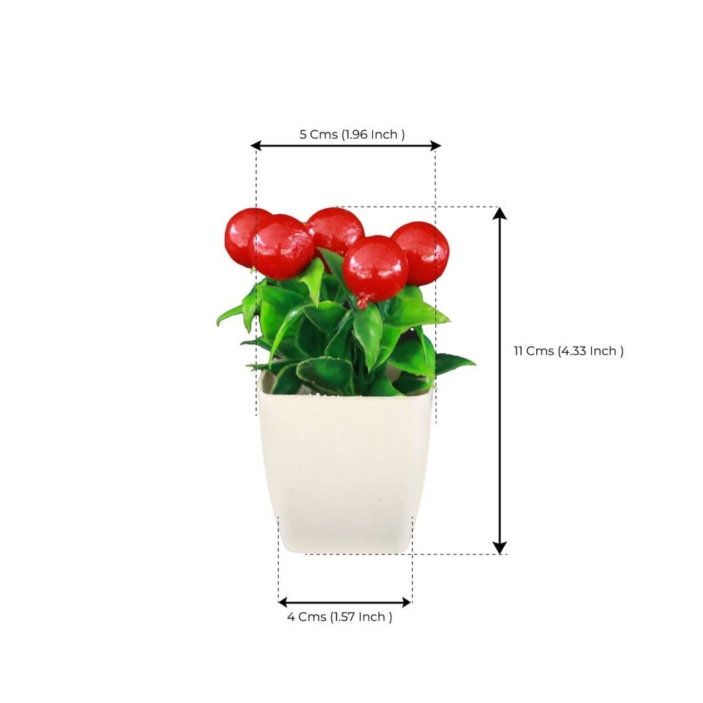cherry-shrub_dimension-image.jpg