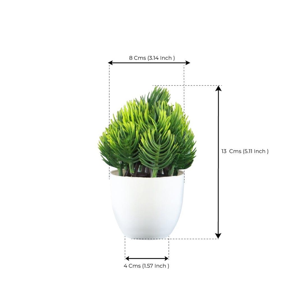 Green-Grass_dimension-image.jpg