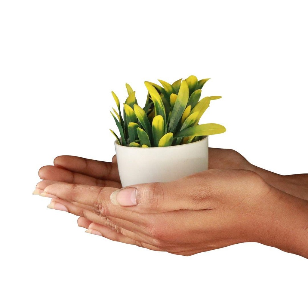 12_bellminishrub_primaryimage_3.jpg