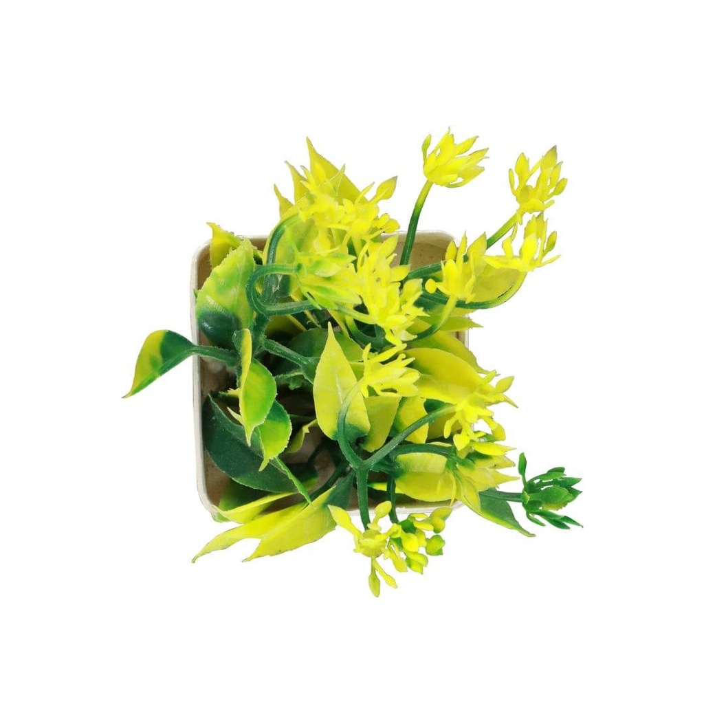 neamshrub_primaryimage_03.jpg