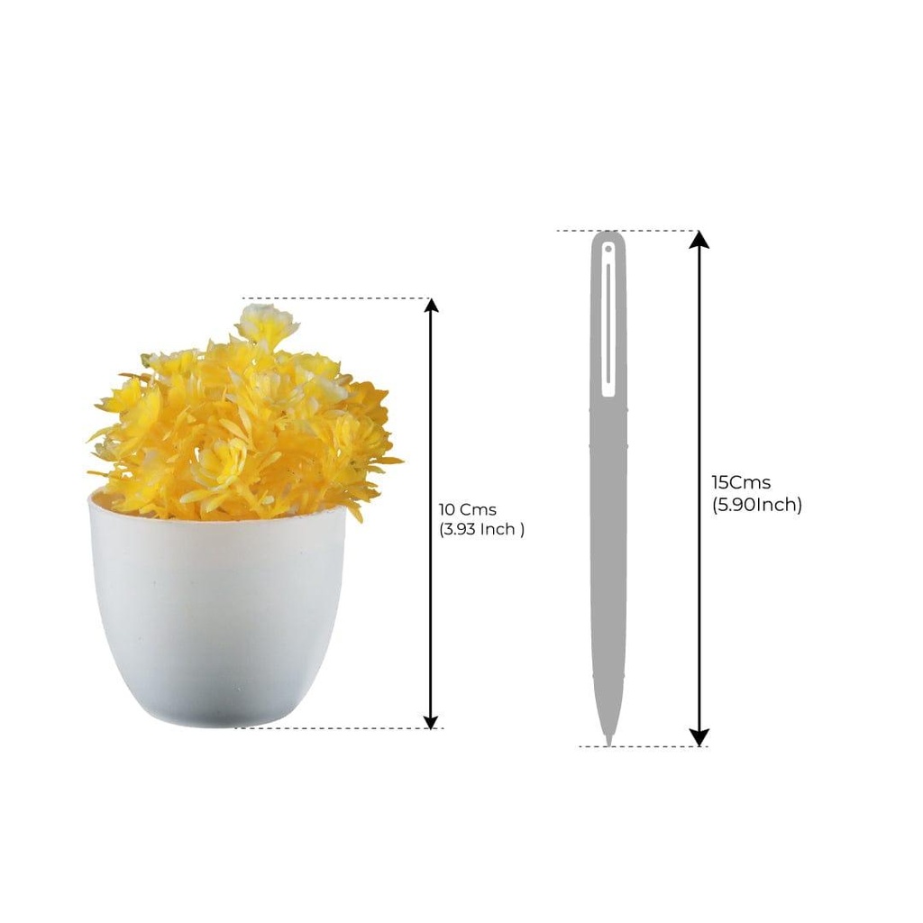 Pine-shrub-yellow_dimension_02.jpg