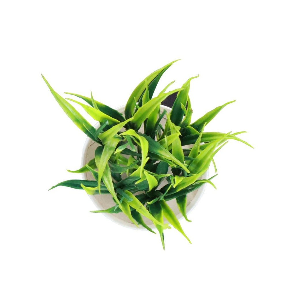 MiniWildshrub_primaryimage_4.jpg
