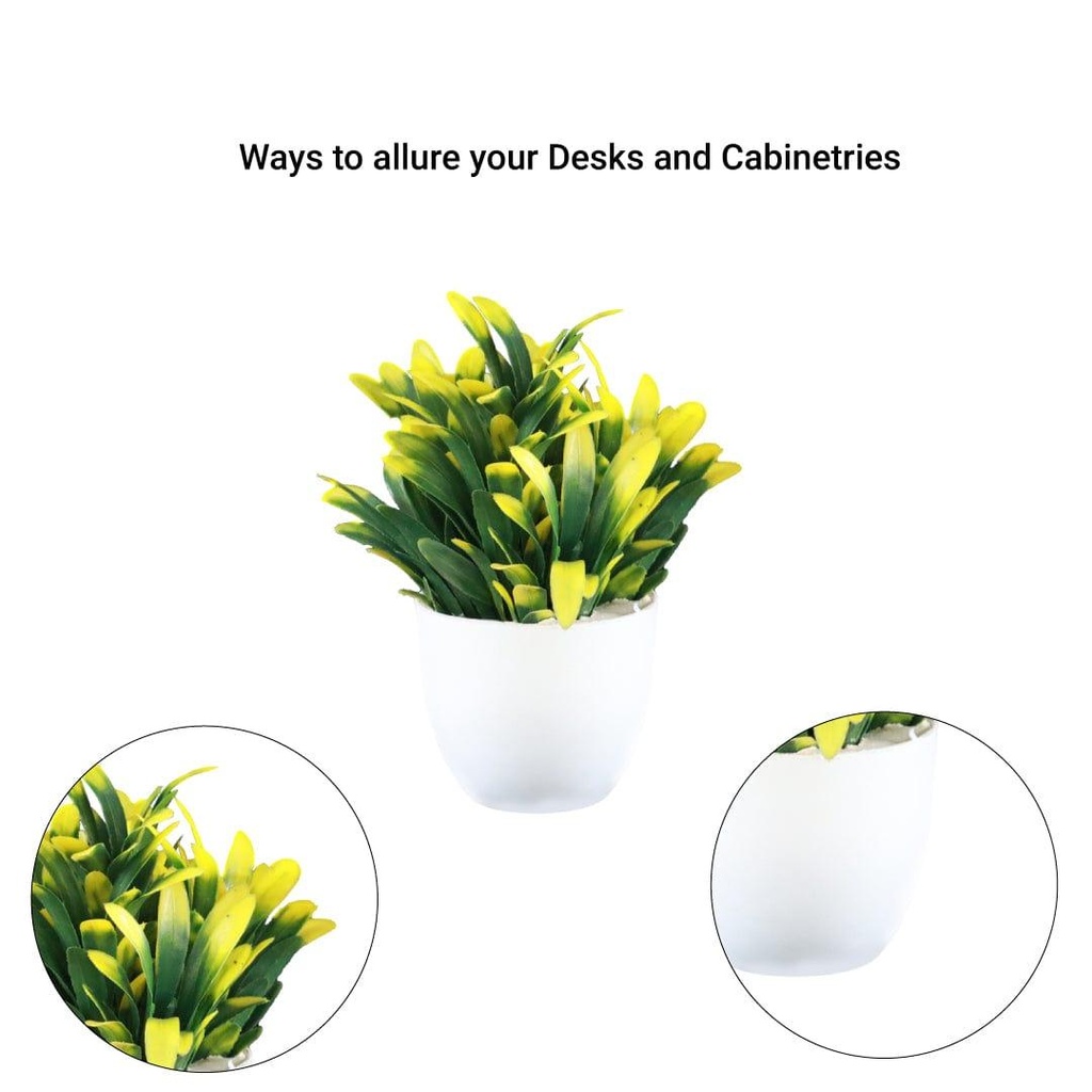 potted-bell-shrub_details-image.jpg