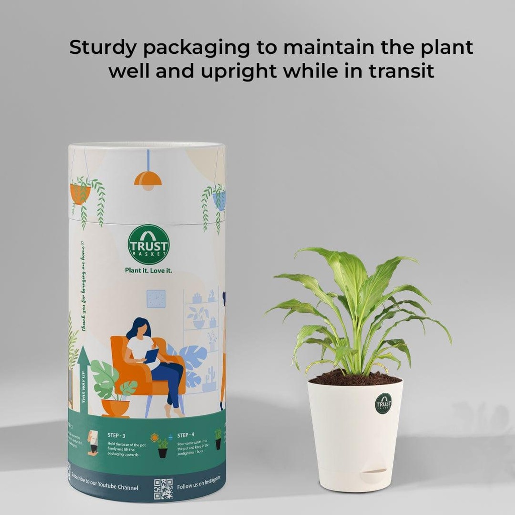 peacelilly_packaging_0fc06f7c-249b-452b-8992-3047ab6c9c36.jpg