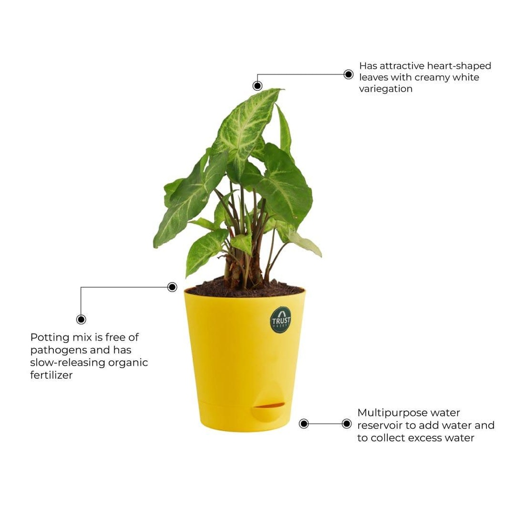 syngonium-plant-other-detials_8d0184e7-725e-4e88-94de-8f7bc2ddc2ad.jpg