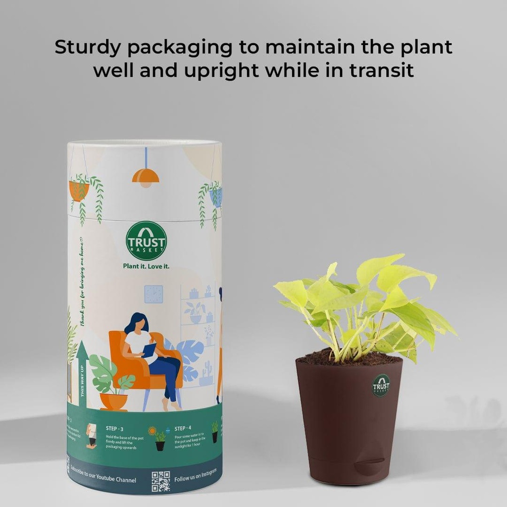 moneyplantpackaging_b419101b-96ff-404b-941a-9898443ea0a6.jpg