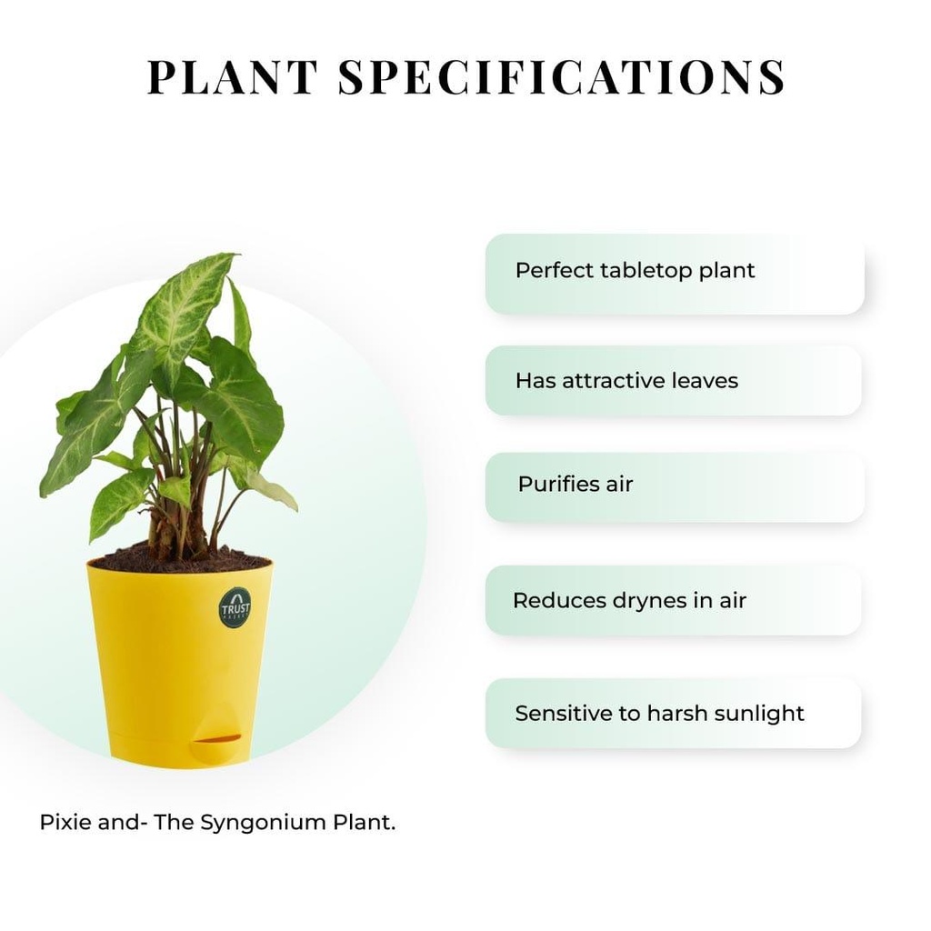 syngonium-plant-specification_634f3a08-8b30-4f66-b8d6-463414c2aaa7.jpg