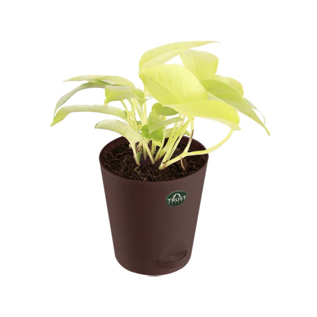 moneyplant_primaryimage_2_95cb9145-590c-4d8c-8a89-249e4e2a7a23.jpg