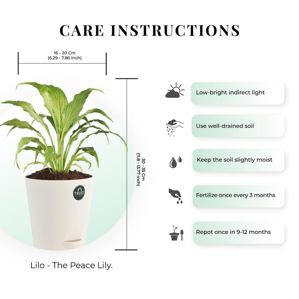 Peacelilly-plant-dimensions_112a0707-16d8-44ed-b58e-0b03c776f72a.jpg