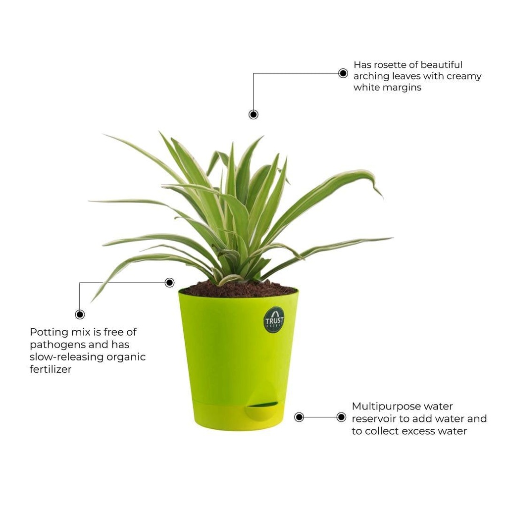 spider-plant-other-detials.jpg