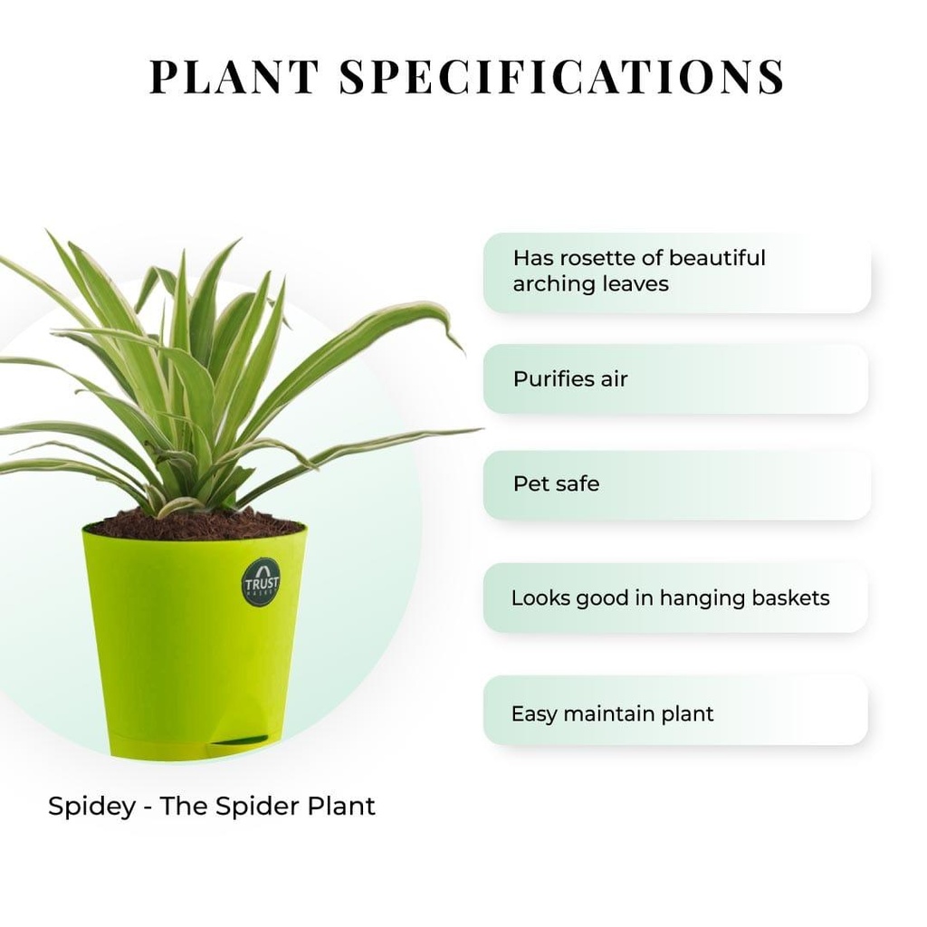 spider-plant-specification_76954334-fdea-4263-ba8c-d3a9a7057b96.jpg