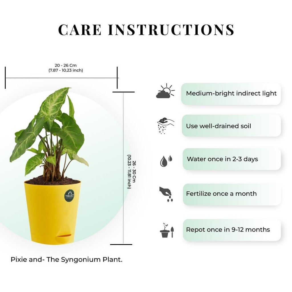 syngonium--plant-dimension_75e60bc3-2440-45cb-8d13-4cd243d698c8.jpg