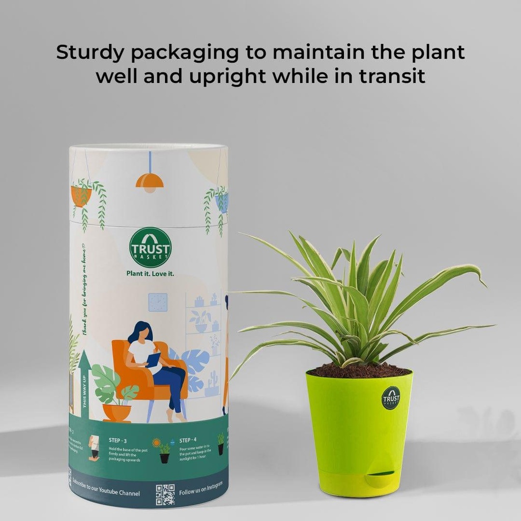 spiderplant_packging_7e0ef113-0b9f-45bc-92d8-e40b90ea5bb1.jpg