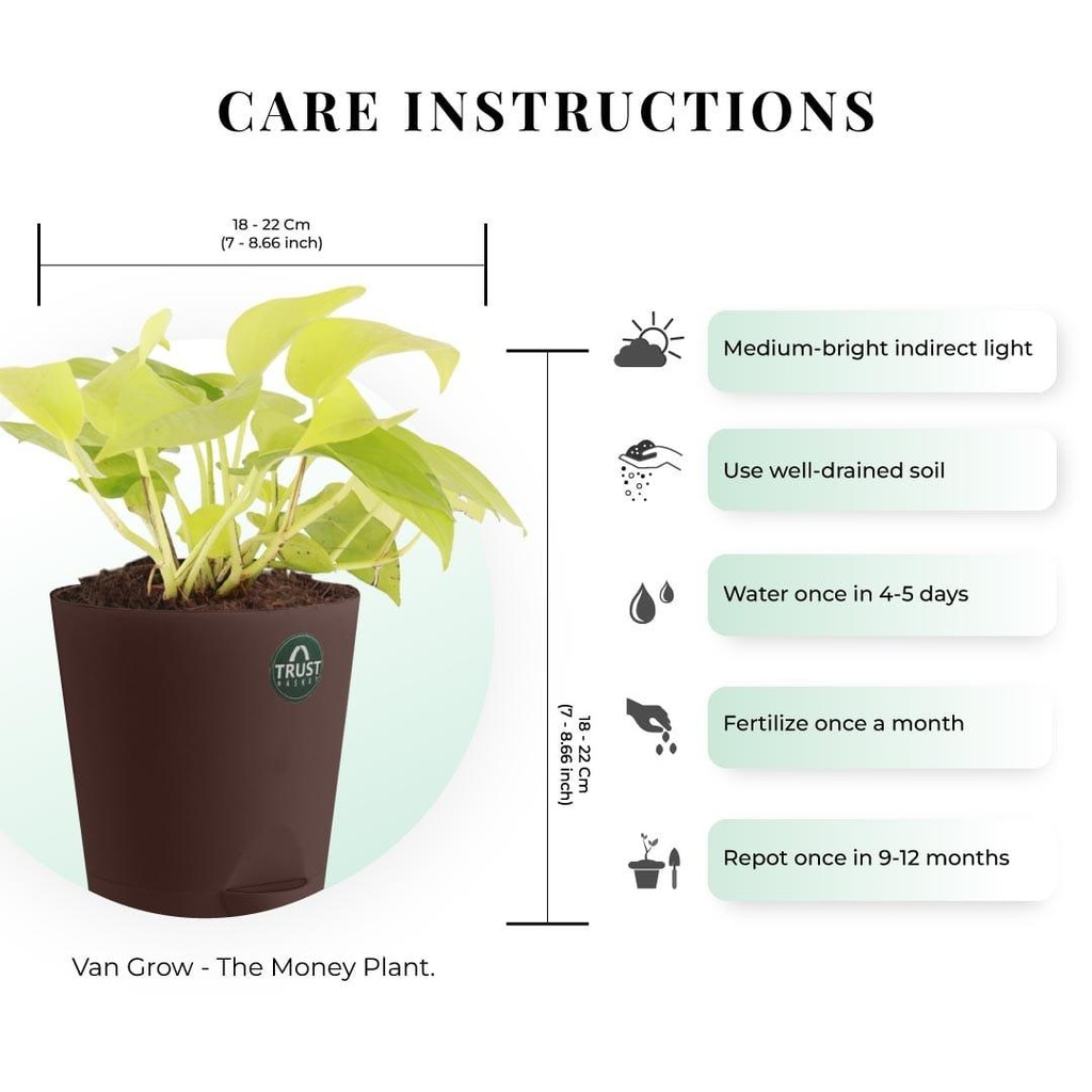 money-plant-dimensions_50e4c66a-3e76-4f9d-a372-1f519e5f5c48.jpg