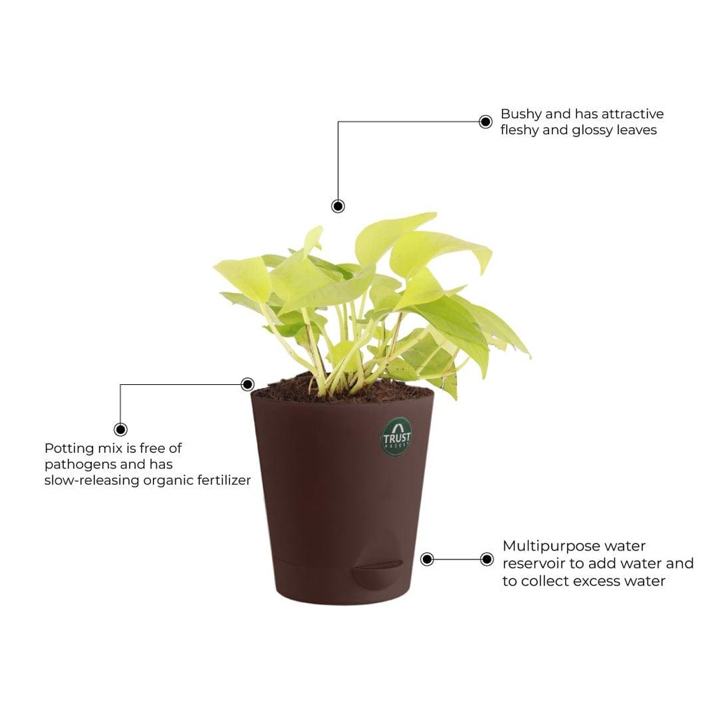 money-plant-other-details_14e88959-06df-4c3a-933e-39398014cf73.jpg