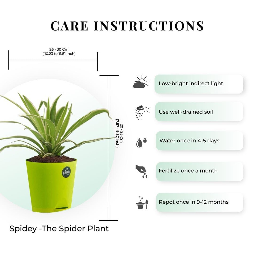 spider-plant-care-dimensions_08cf645c-9632-451b-b0e7-bb688b9d0f39.jpg