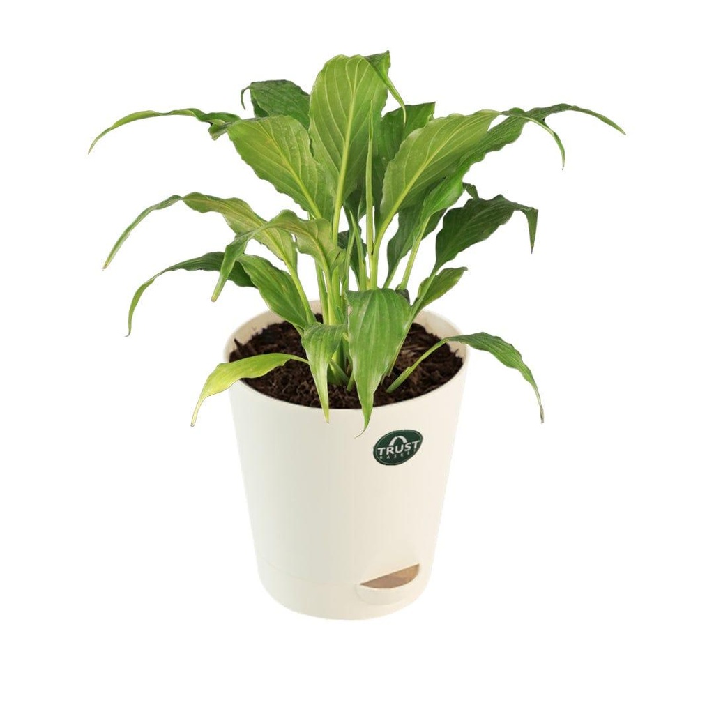 peacelilly_primaryimage_0.jpg