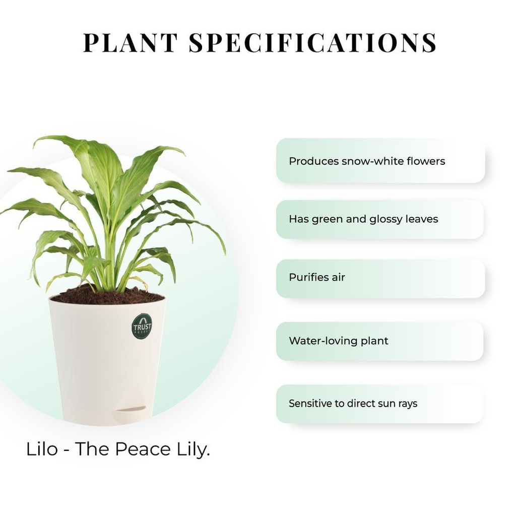 Peacelilly-plant-specification_84fd6672-86d9-45d9-999b-f9f1db233655.jpg