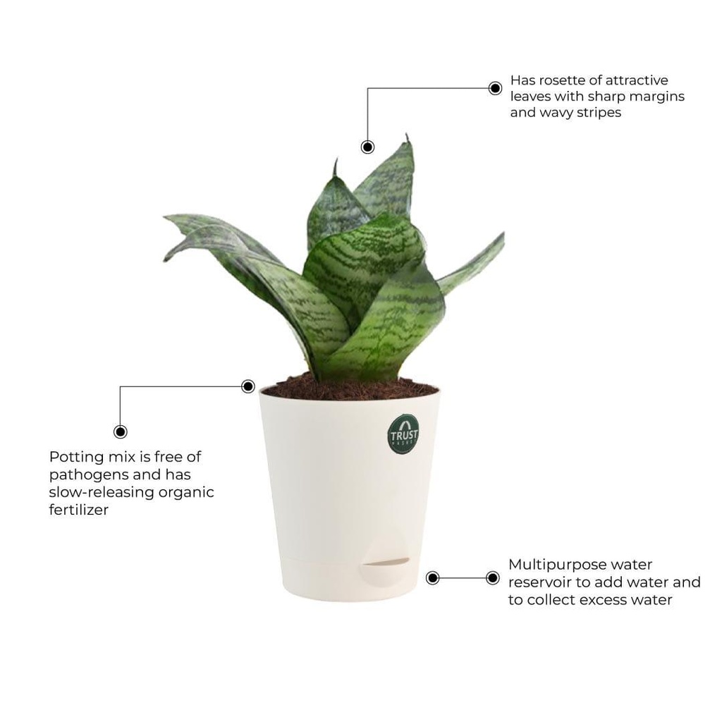 snake-plant-other-detials_1893ac1b-9738-4e3a-85e4-81311e4a91e7.jpg