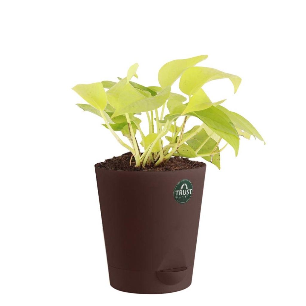 moneyplant_primaryimage_1.jpg