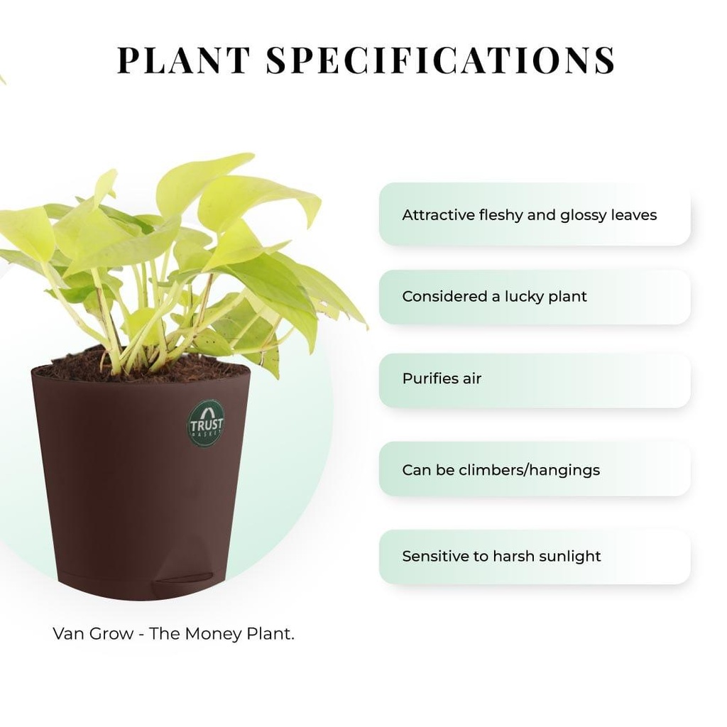 money-plant-Specifications_546e22dd-a066-4b2e-a786-946b3377d3f7.jpg