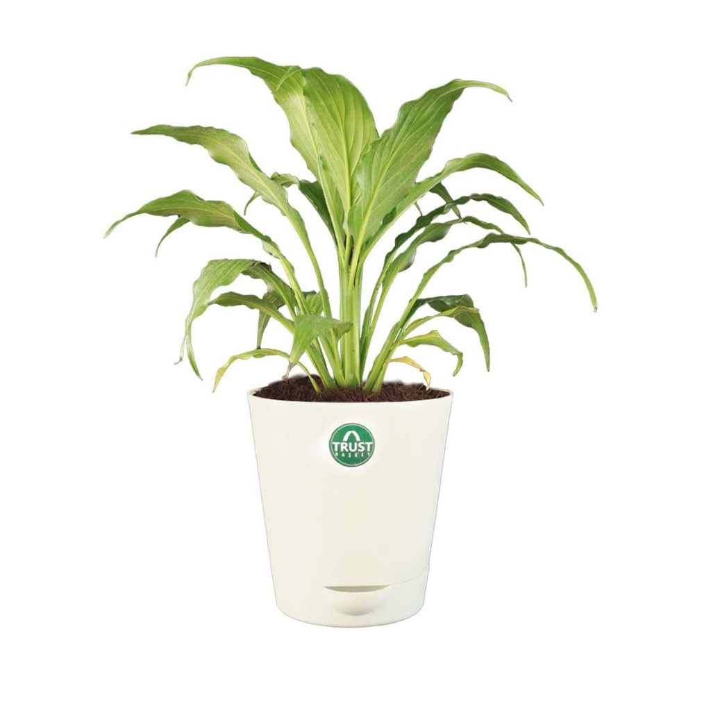 peacelilly_primaryimage_1.jpg