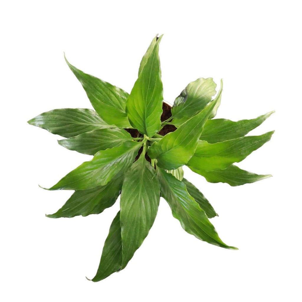 peacelilly_primaryimage_2.jpg