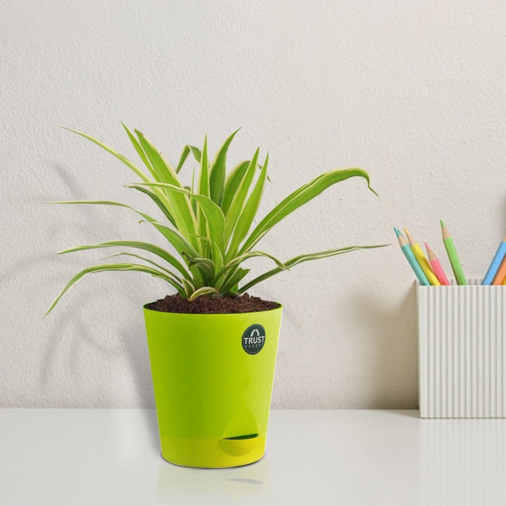 Spiderplant_Liveimage.jpg