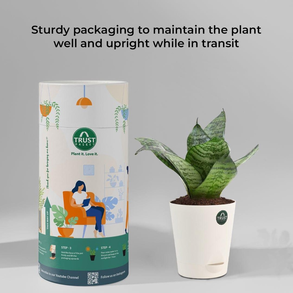 snake_plant_packging_2df65dfb-c94c-41b0-9f6e-486edde5fd6c.jpg