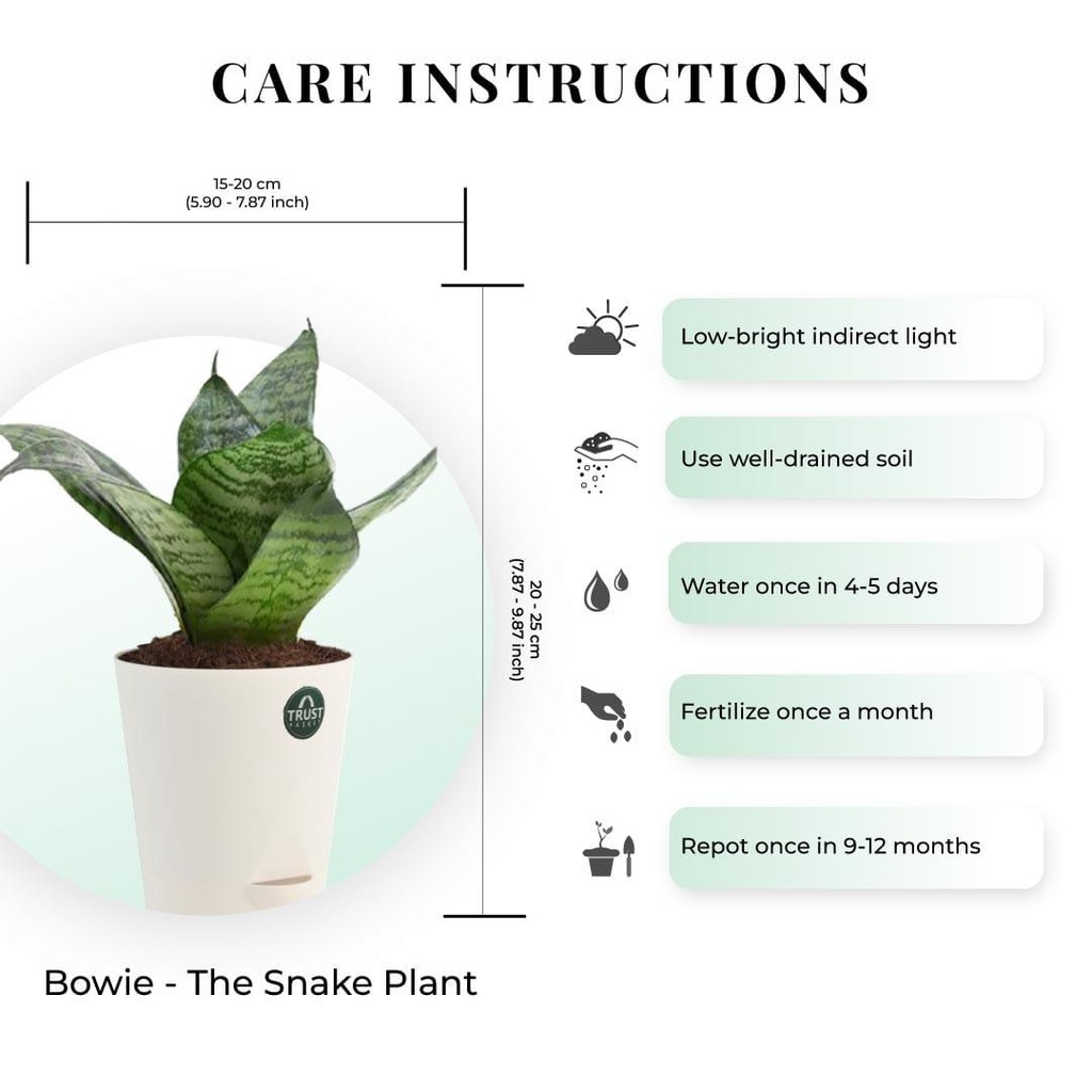 snake-plant-dimension_3a4c2e64-a69f-4215-a985-0588e83c2858.jpg