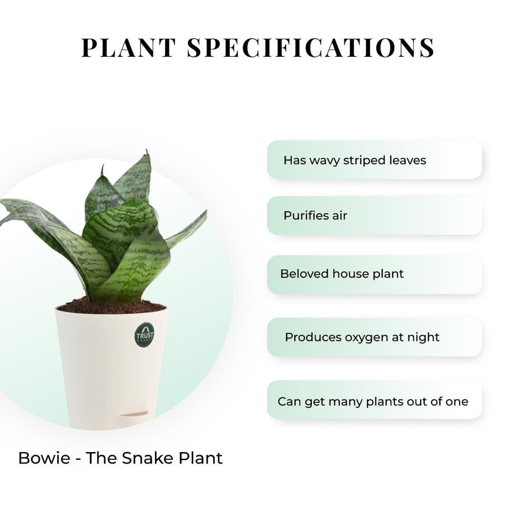 snake-plant-specification_b994bc6e-e2ea-44c6-99d9-79fa6631ad9e.jpg