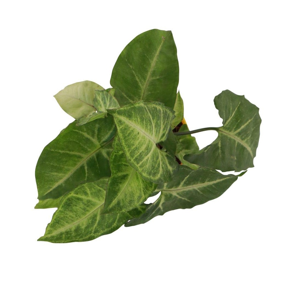 primaryimage_4.jpg