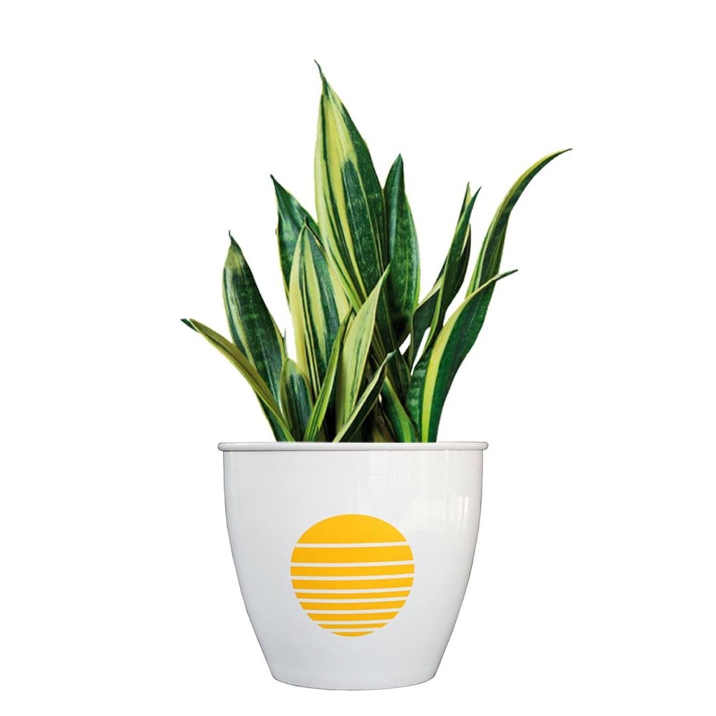 aromaplanteryellow_Secondaryimage_a99d8c2a-75ae-47a7-b201-731bdcd1156c.jpg