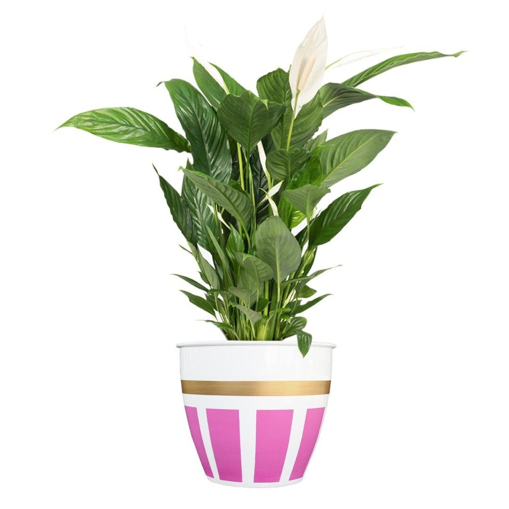glaxyplanterpink_secondaryimage.jpg