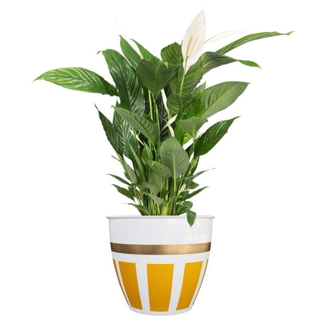 glaxyplanteryellow_Secondaryimage.jpg