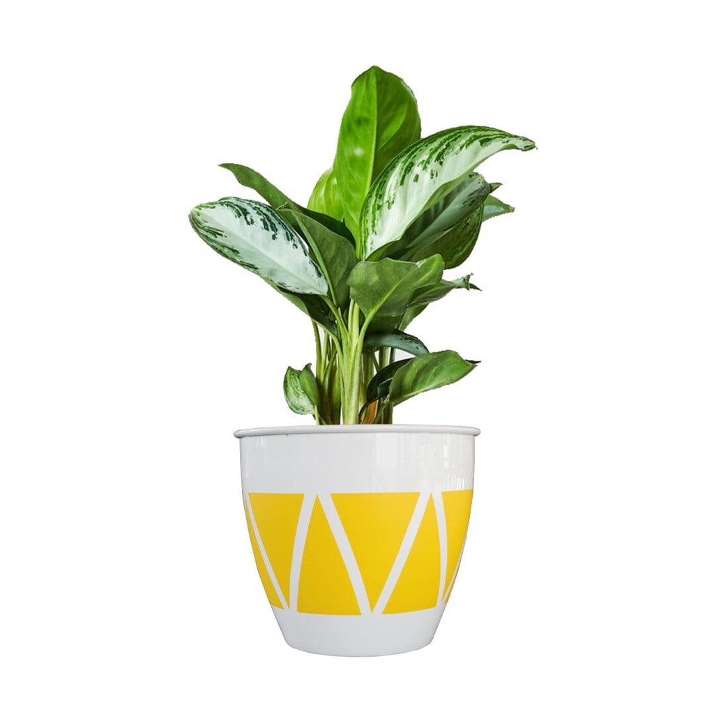 ciaraplanteryellow_secondaryimage.jpg