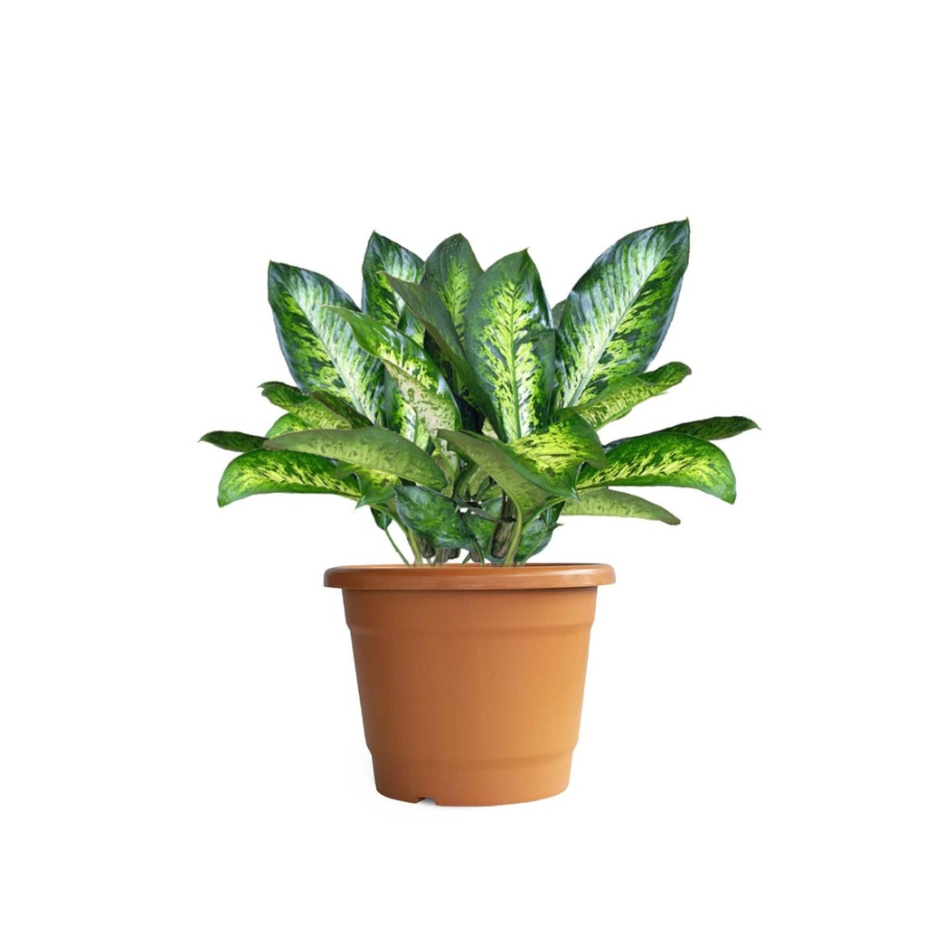 bhovi_pots_brown_secondaryimage_1.jpg
