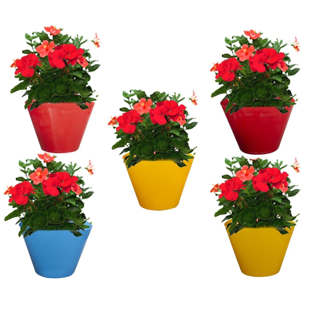 primery_plant02.jpg
