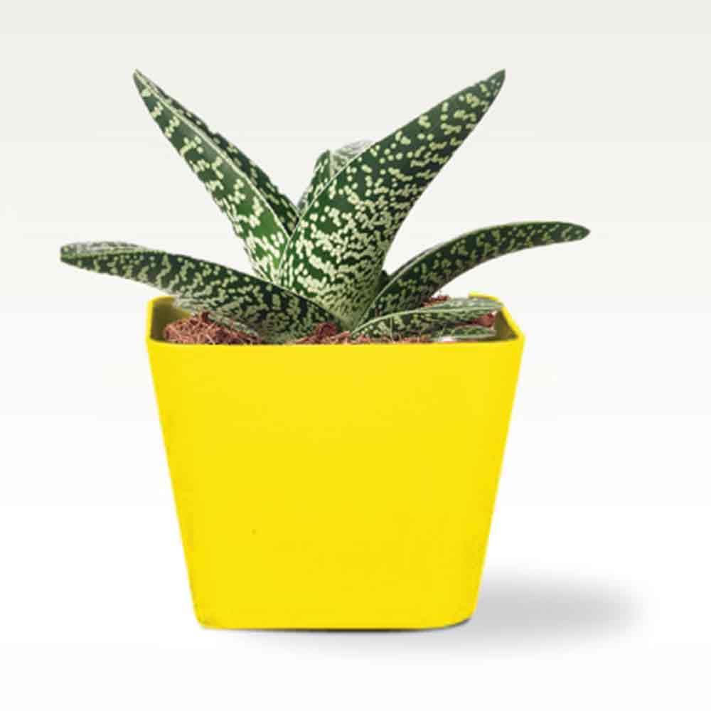 SQ-PLASTIC-PLANTERS1.jpg