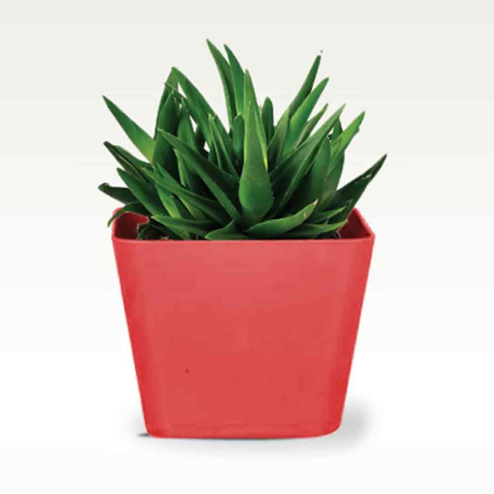 SQ-PLASTIC-PLANTERS-2.jpg
