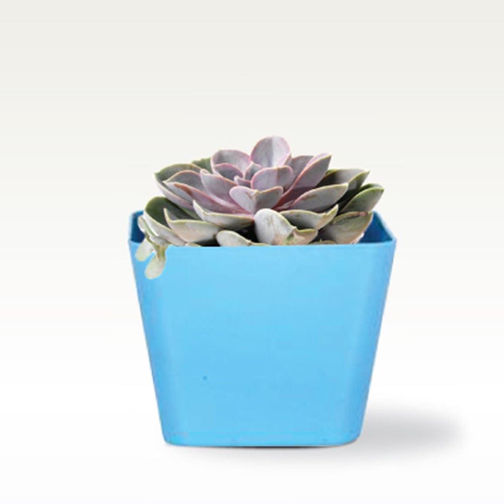 SQ-PLASTIC-PLANTERS-3.jpg