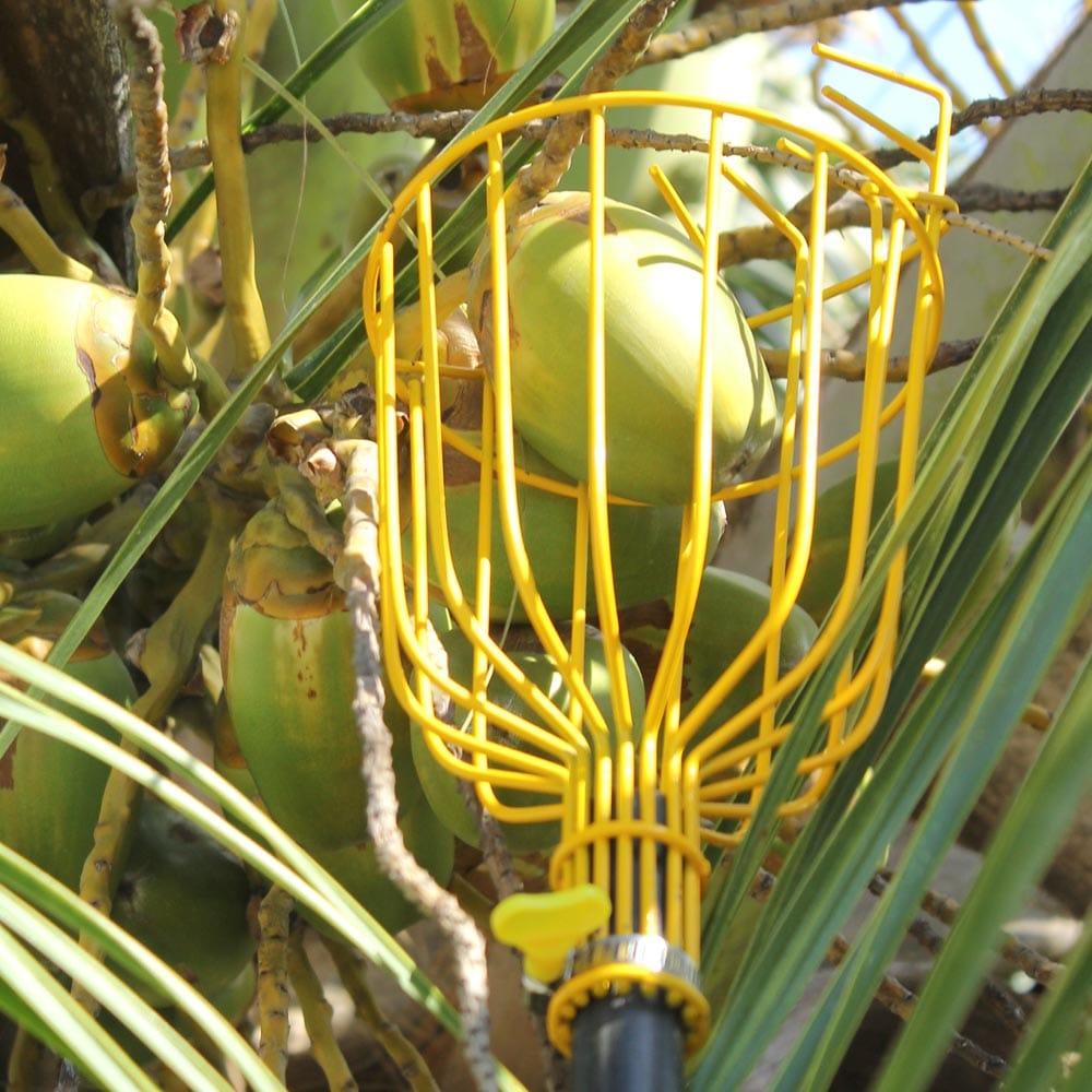 Fruit-Picker-5.jpg