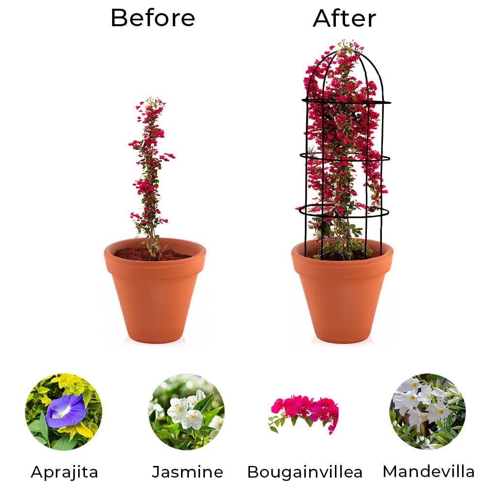 Beforeafter.jpg