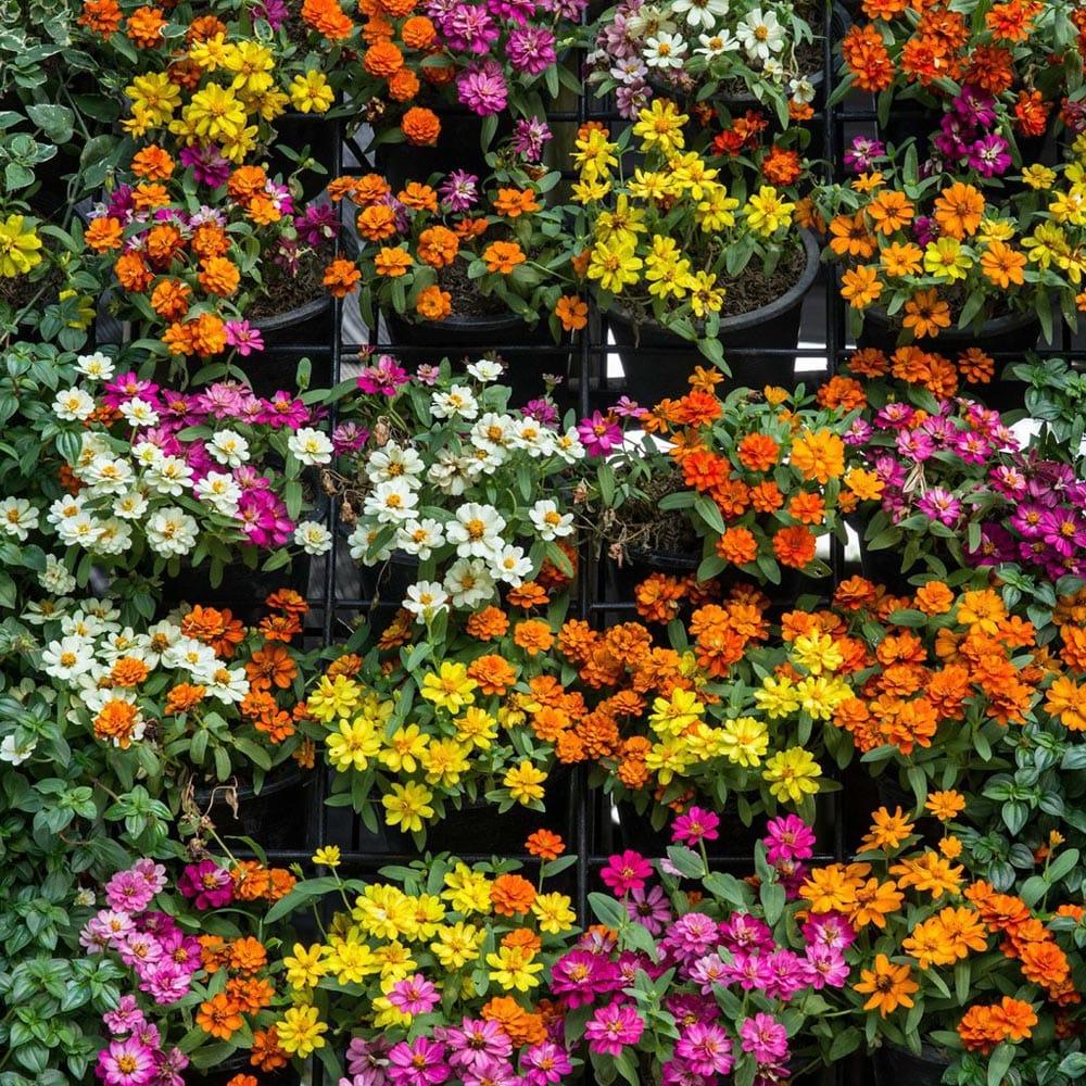 bigstock-Vertical-Garden-Green-Plant-An-213737683_1024x1024_8ebe566b-aa7e-4c9f-b79d-8f24eb681ea7.jpg