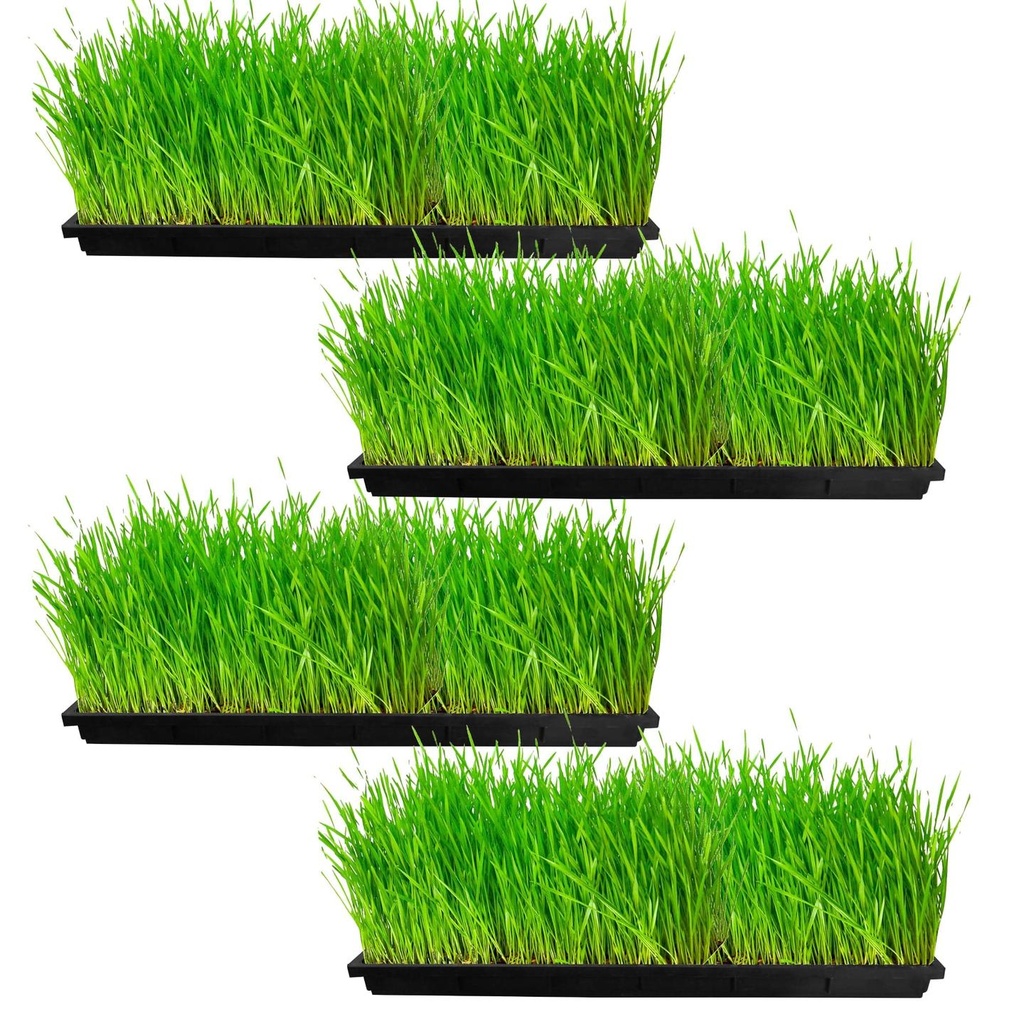 Seedling-Tray_4.jpg