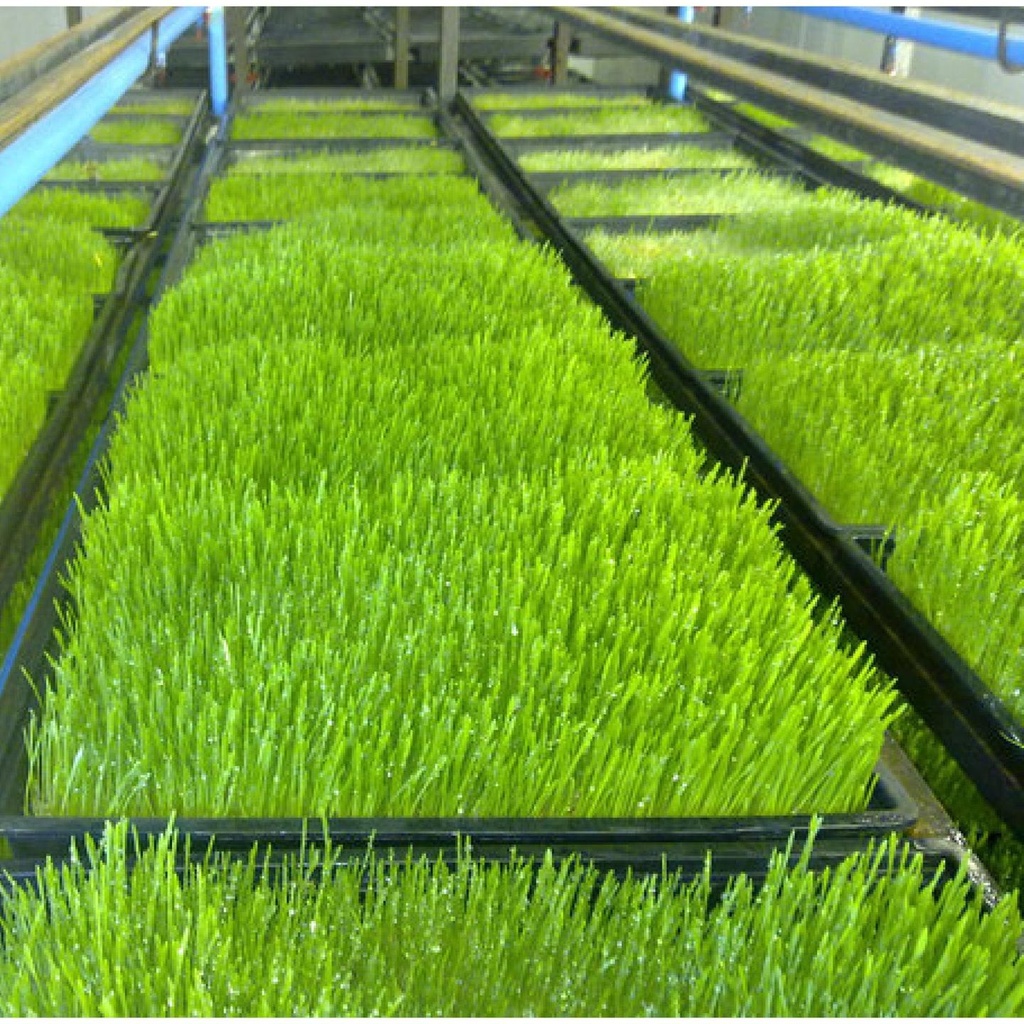 1-Tray.jpg