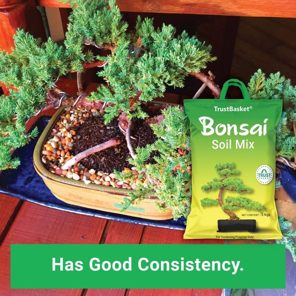 New-BONSAI-Secondary-images02_1024x1024_341aef34-9663-46f9-9cd5-1f7db93fa69b.jpg