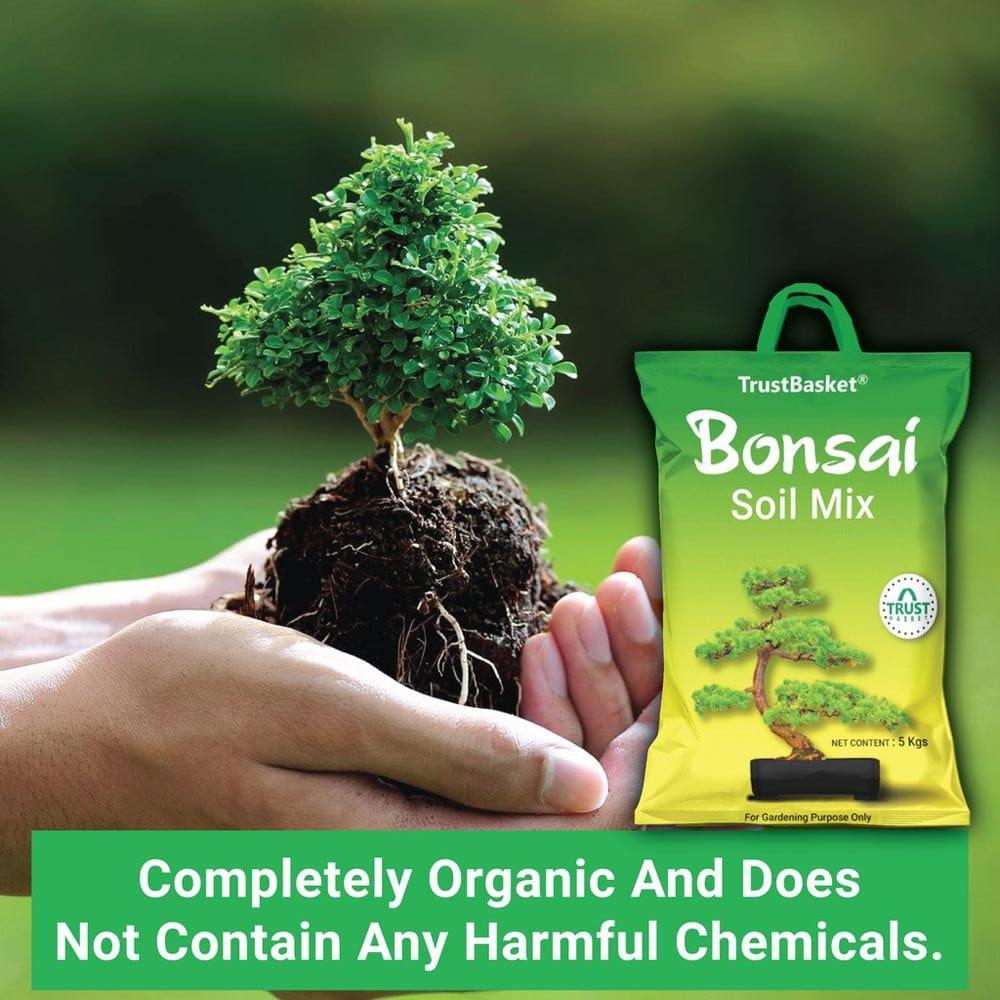 New-BONSAI-Secondary-images03_1024x1024_240ca109-6fe0-41b2-9ed8-feefd747e78b.jpg