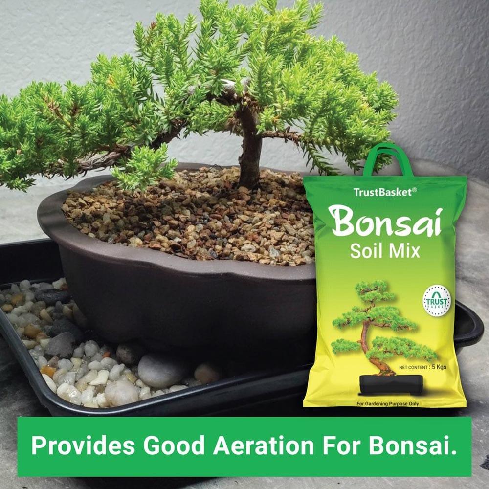 New-BONSAI-Secondary-images04_1024x1024_27c06401-c410-43c9-958a-0b25517ded44.jpg